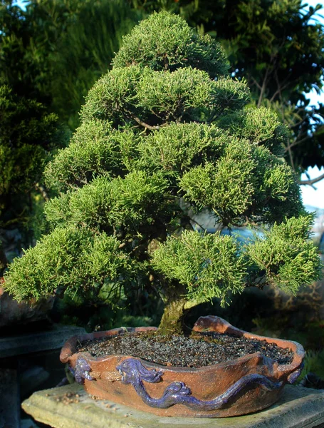 Bonsai Kleine Boom Een Pot — Stockfoto