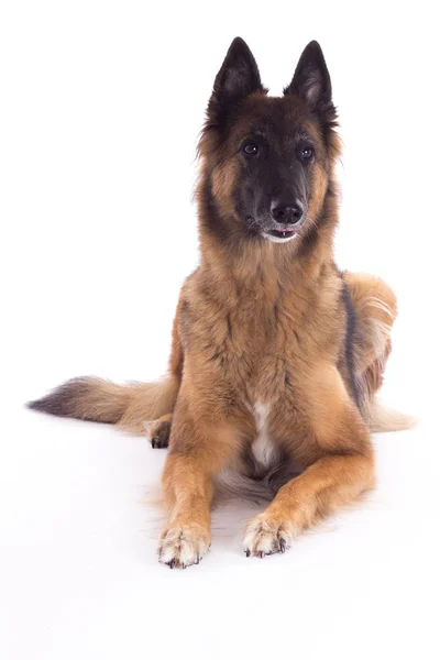 Berger Belge Tervuren Chienne Allongée Isolée Sur Fond Studio Blanc — Photo