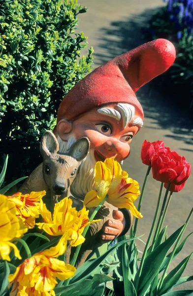 Kert Gnome Csúcsok Mögött Tavasszal Virágzó Tulipán — Stock Fotó