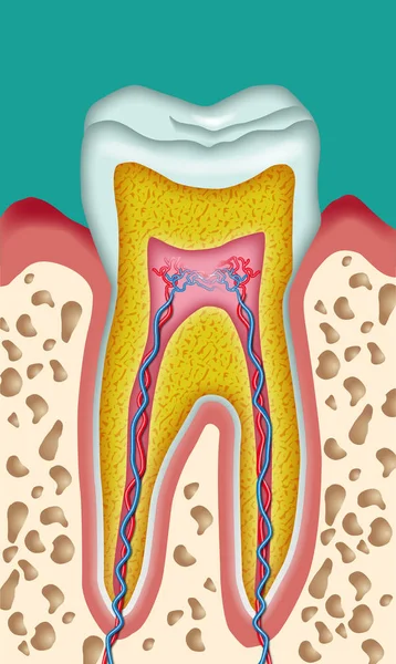 Sezione Ritaglio Disegno Schematico Dente — Foto Stock