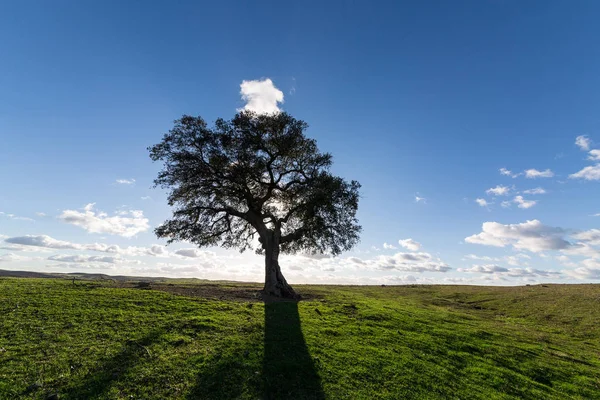 Piękny Krajobraz Samotnym Drzewem Podświetlone Słońce Tle Błękitnego Nieba — Zdjęcie stockowe