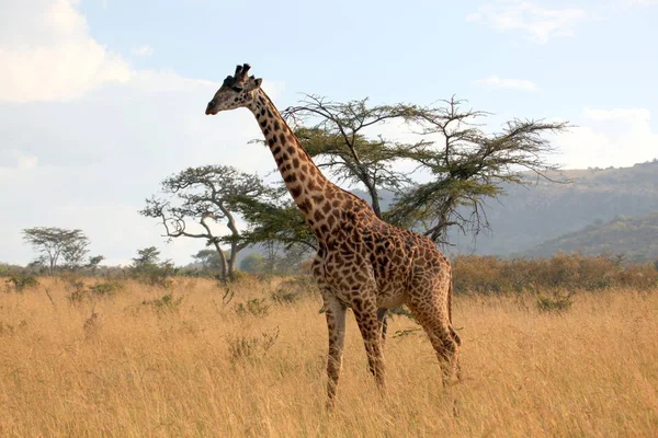 Uma Girafa Percorre Serengeti Tanzânia Sozinha — Fotografia de Stock