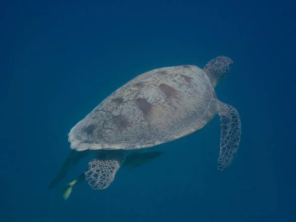 Черепаха Выходит Морского Воздуха Добраться Поверхности Моря — стоковое фото