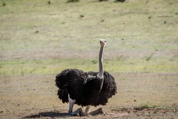 Avestruz Preparando Para Sentar Grama Parque Transfronteiriço Kalagadi África Sul — Fotografia de Stock