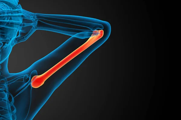 Візуалізація Медичної Ілюстрації Плечової Кістки — стокове фото