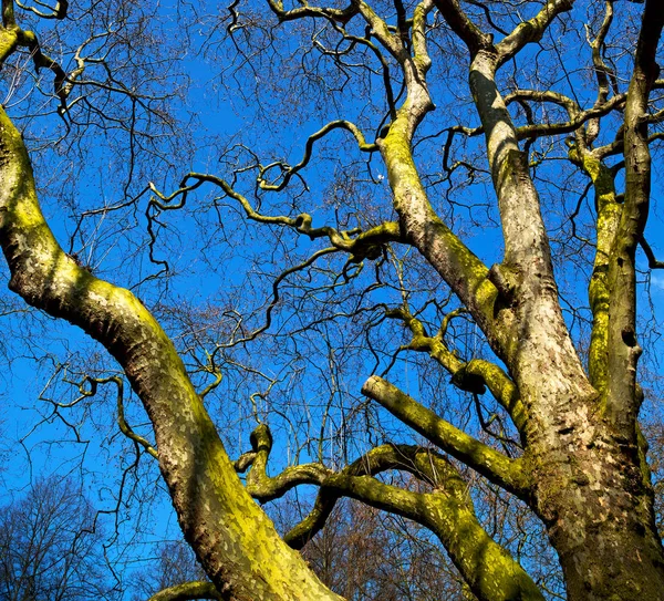 Parque Londres Cielo Primavera Viejo Árbol Muerto — Foto de Stock