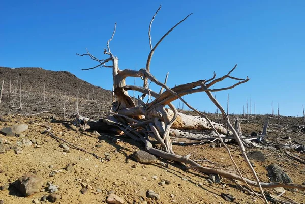 Problemi Ambientali Conseguenze Una Pioggia Acida — Foto Stock