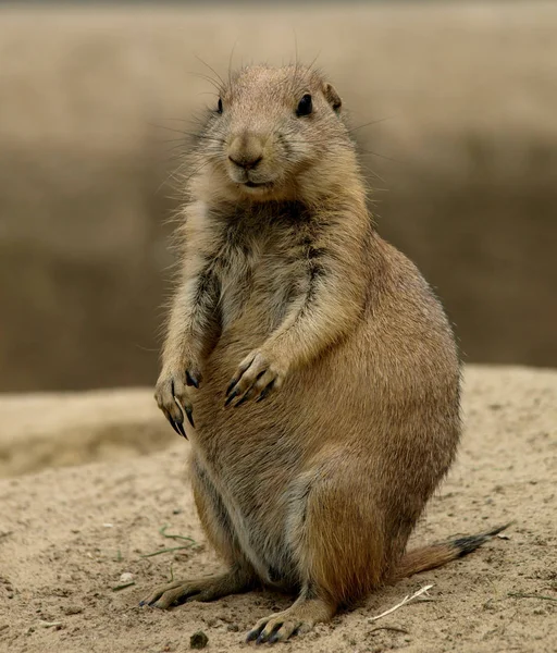 Prairiedog Mirando Cámara — Foto de Stock