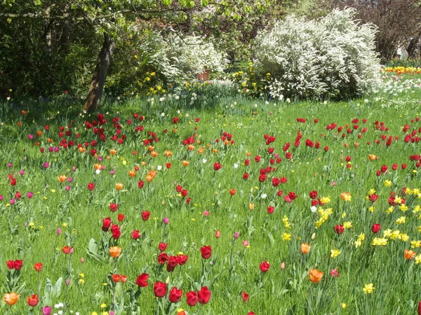 Trávník Zahradě Tulipány Něm — Stock fotografie