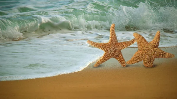 Adorable Étoile Poisson Marchant Long Plage Dans Surf — Photo