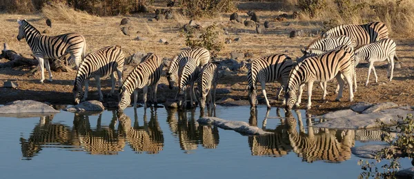 Zebra Herd Drinking Water Okaukeujo Waterhole Etosha National Park Namibia — Stock Photo, Image