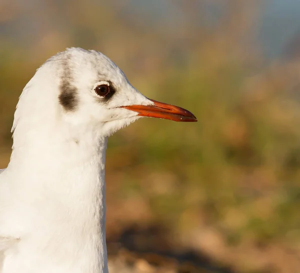 Close Black Headed Gull — Stock Photo, Image