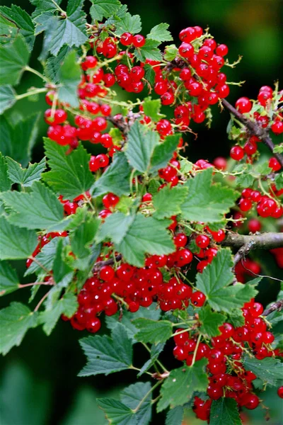 Grenen Full Röda Vinbär — Stockfoto