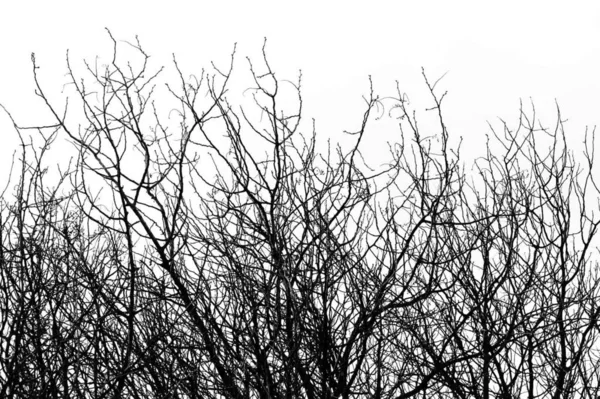 Árvore Isolada Ramos Fundo Natural Preto Branco — Fotografia de Stock