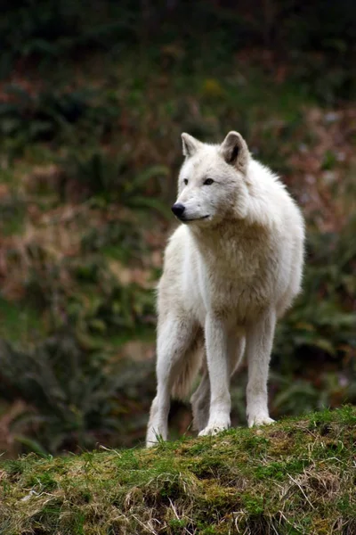 Lobo Branco Grande Focado Algo Distância — Fotografia de Stock
