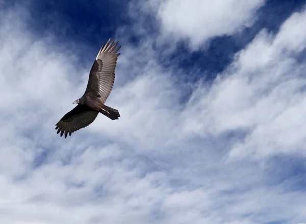 Een Grote Gier Vlucht Tegen Een Blauwe Hemel Wolken — Stockfoto