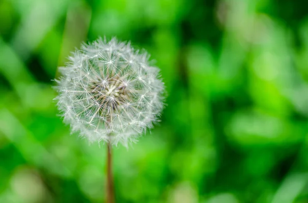 Löwenzahn Blume Mit Grünem Hintergrund — Stockfoto