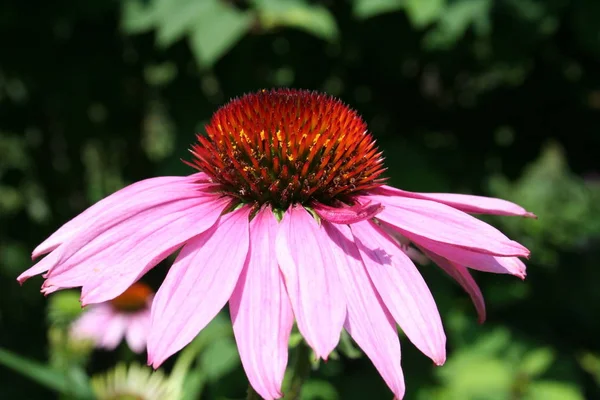 Close Pink Flower — Stock Photo, Image