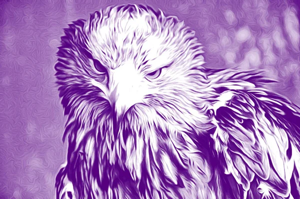 Künstlerische Illustration Des Adlers Zum Airbrushen — Stockfoto