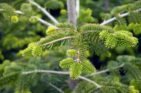 Fir Tree Branches Close — Stock Photo, Image