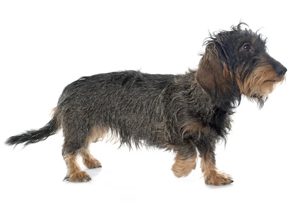 white wire haired dachshund