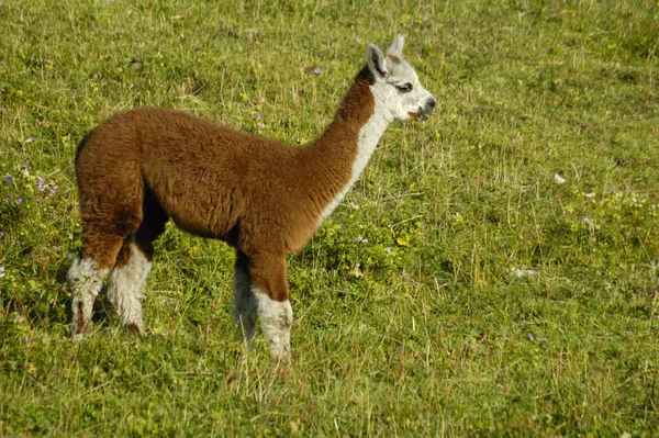 Un Petit Cria Mignon Le Bon Nom Pour Un Bebe Lama Jeunesse Sud Stock Photo