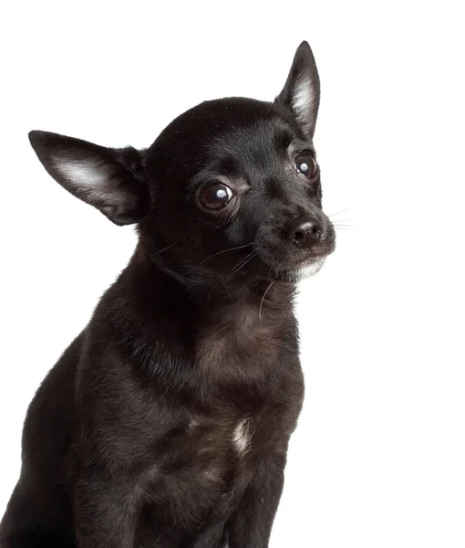 Retrato De Un Lindo Perro Chihuahua Fondo Blanco Bebe Aislado Stock Photo