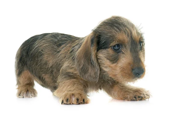white wire haired dachshund