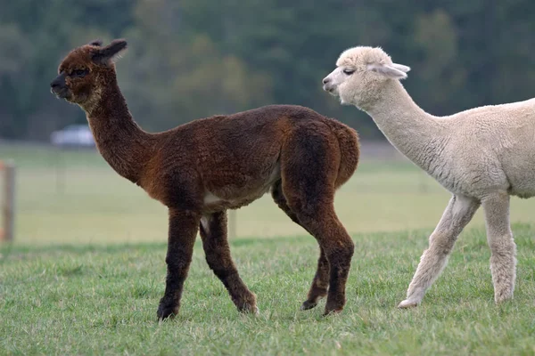 Un Petit Cria Mignon Le Bon Nom Pour Un Bebe Lama Jeunesse Sud Stock Photo