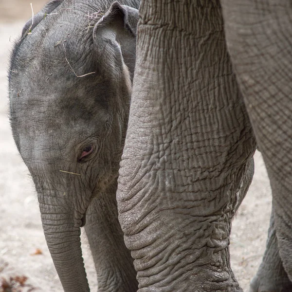 Asiatique Bebe Elephant Debout Pres De Sa Mere Peu Famille Stock Photo