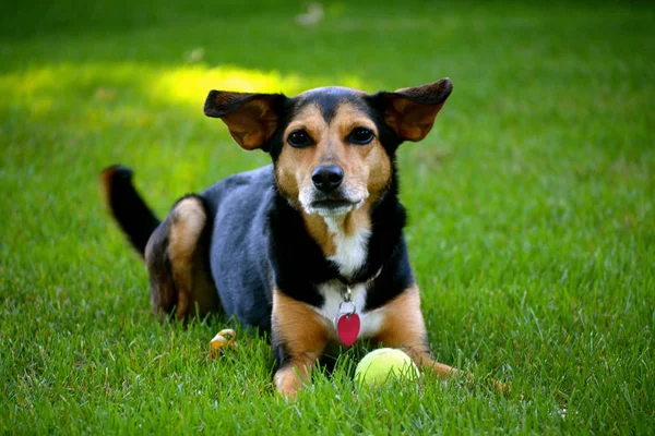Meagle Perro De Raza Mixta Min Pin Beagle Cesped Pasto Stock Photo 260823962