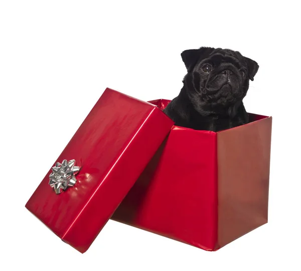 dog present box