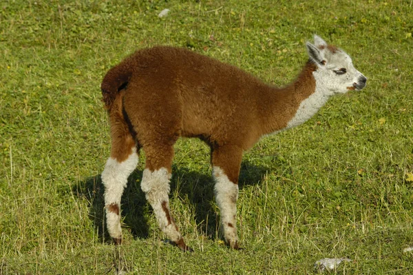 Un Petit Cria Mignon Le Bon Nom Pour Un Bebe Lama Jeunesse Sud Stock Photo