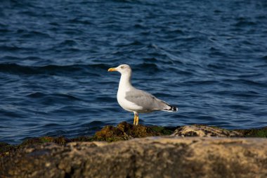 martı deniz kenarında buzlu