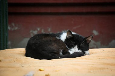 Kedi kanepede uyuyor.