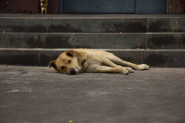 stray dog lying near the stairs