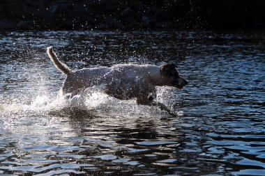 Köpek suyla koşar.                   