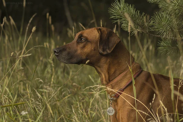 Chien Dans Les Bois Pour Une Promenade — Photo