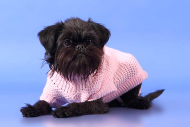 Mavi arka planda bir köpek