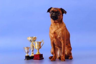 Mavi arka planda bir köpek