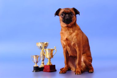 Mavi arka planda bir köpek