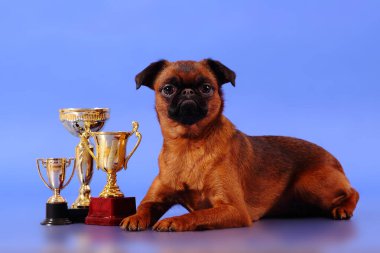 Mavi arka planda bir köpek