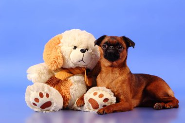 Mavi arka planda bir köpek