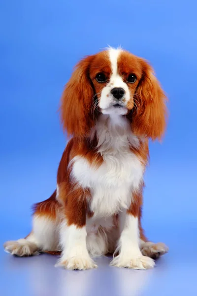 Cocker Spaniel Niebieskim Tle — Zdjęcie stockowe