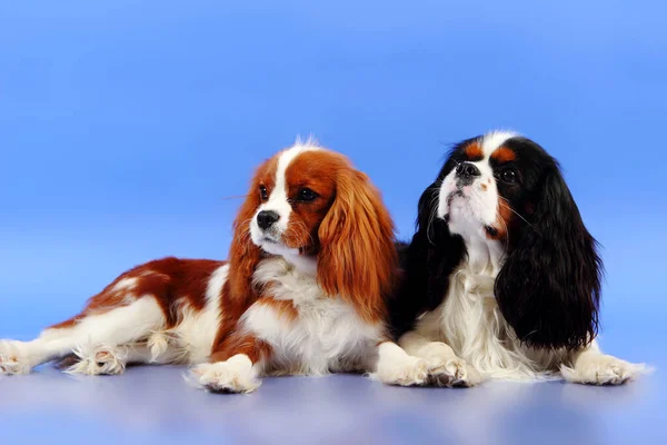 Cocker Spaniel Een Blauwe Achtergrond — Stockfoto