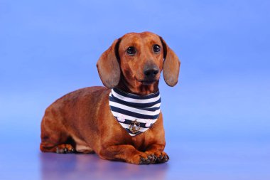 Mavi arkaplanda Dachshund