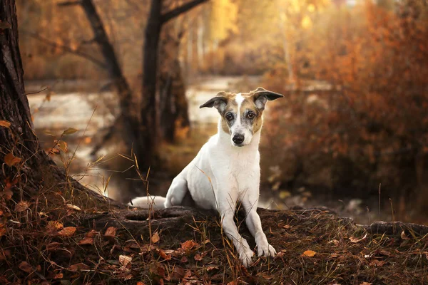 Hond Achtergrond Van Herfst Natuur — Stockfoto