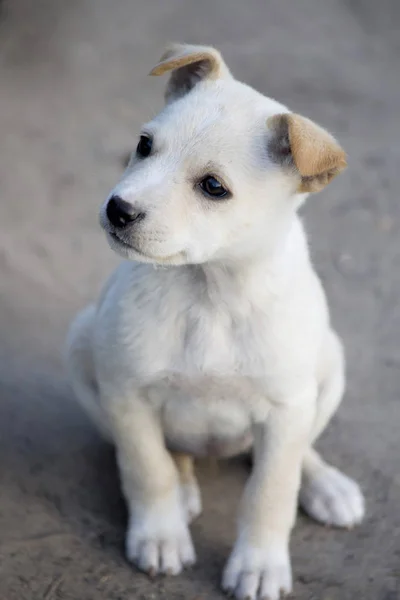 white cute dogs alone