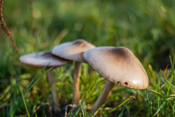 wet mushrooms at the field with warm light