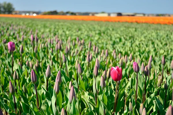 Tulpenfeld Mit Einer Violetten Isolierten Tulpe — Stockfoto